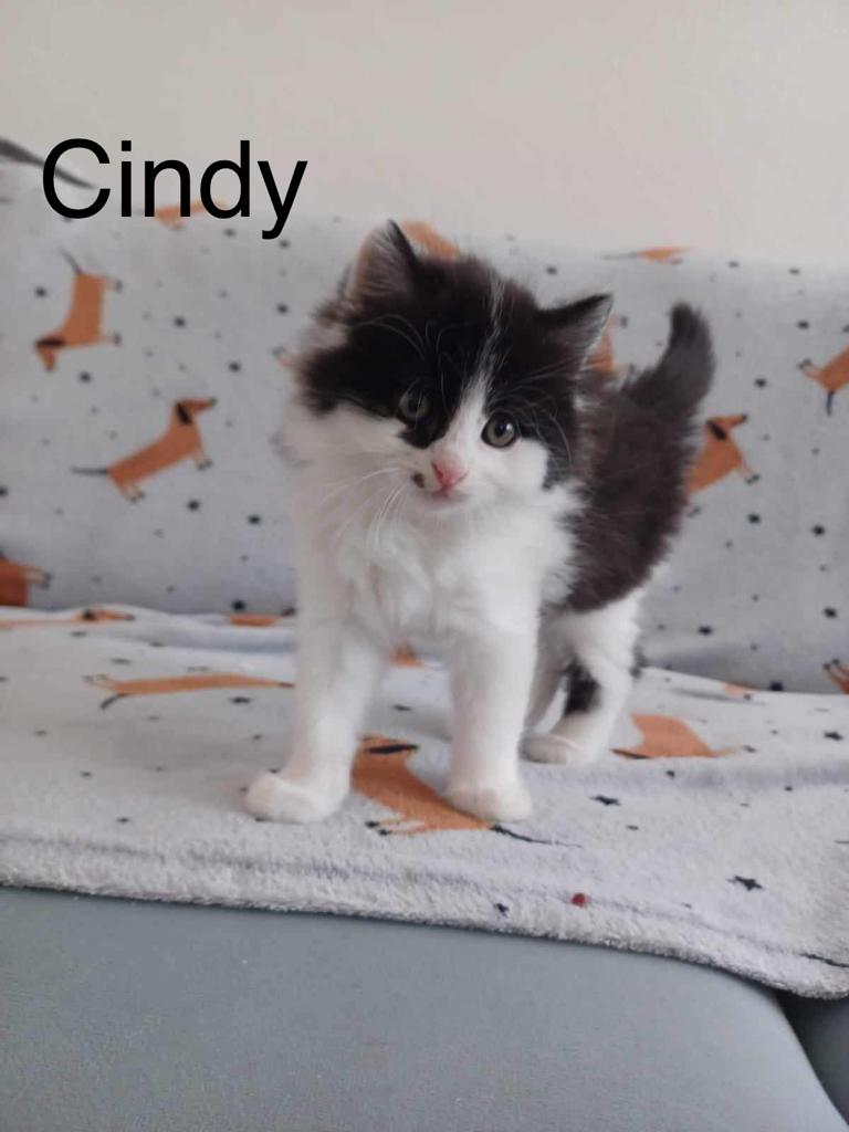 Cindy – fotografia OZ Mačky Piešťany