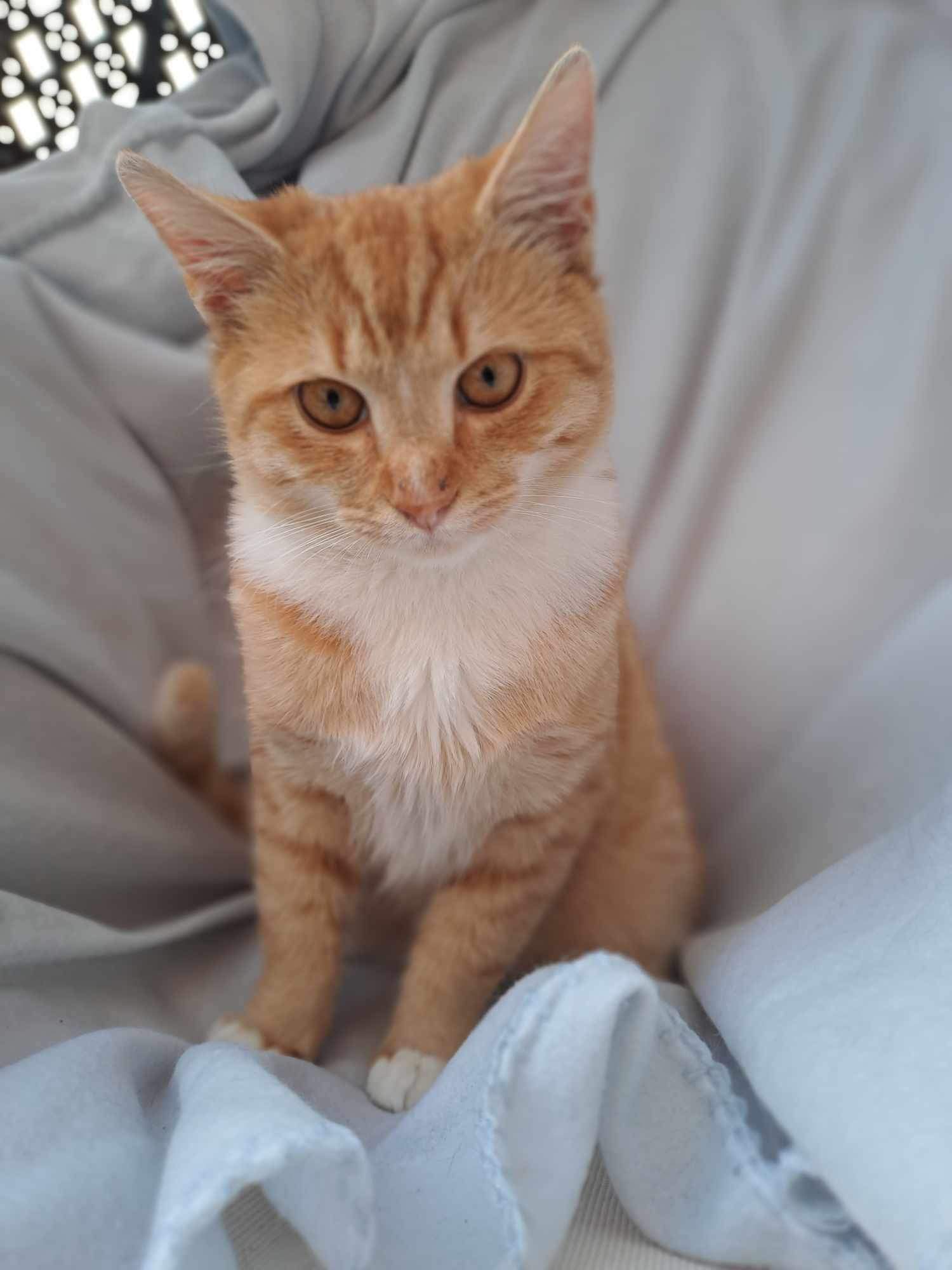 Charlie – fotografia OZ Mačky Piešťany