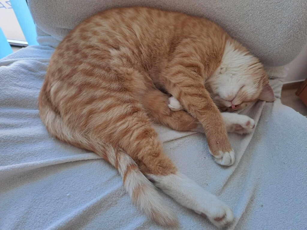 Charlie – fotografia OZ Mačky Piešťany