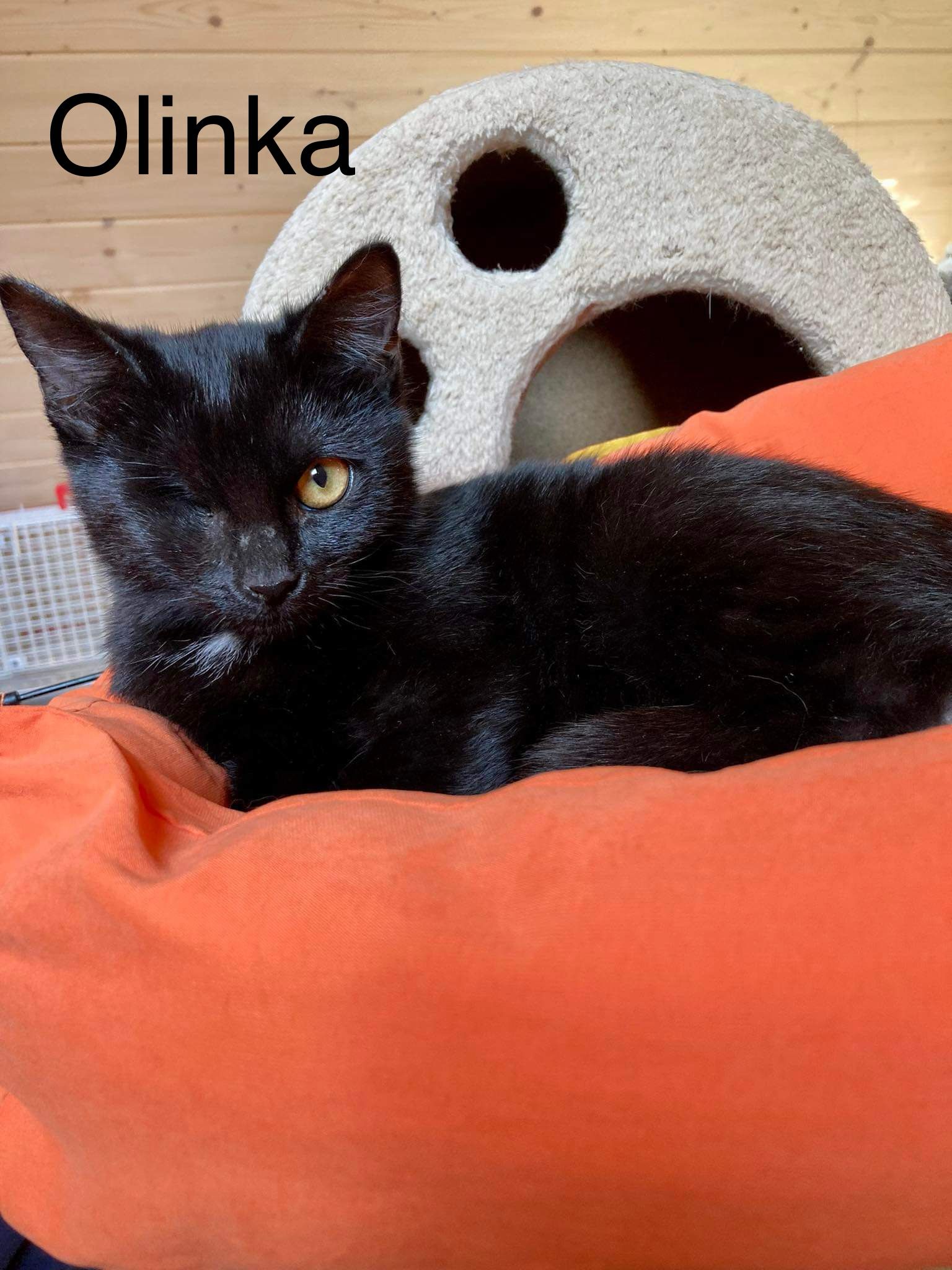 Olinka – fotografia OZ Mačky Piešťany