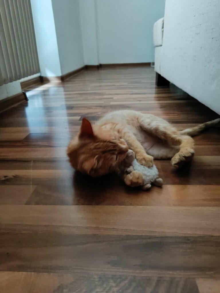 Tuli – fotografia OZ Mačky Piešťany