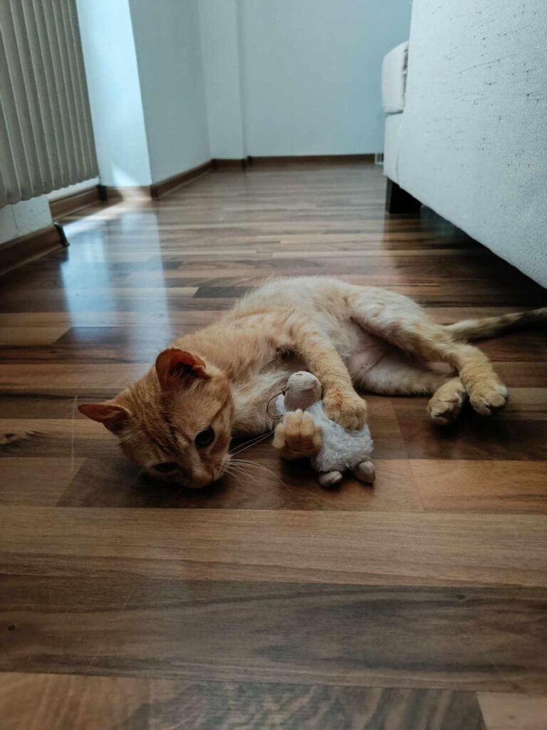Tuli – fotografia OZ Mačky Piešťany