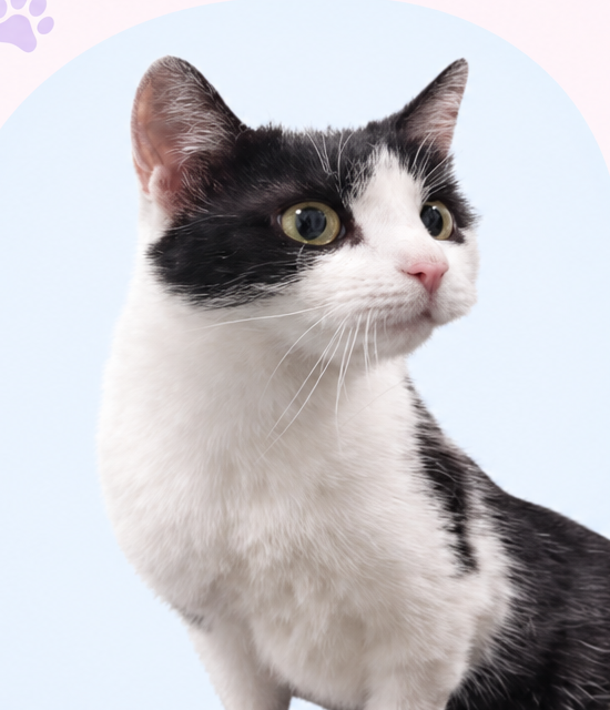 Čiernobiela mačka