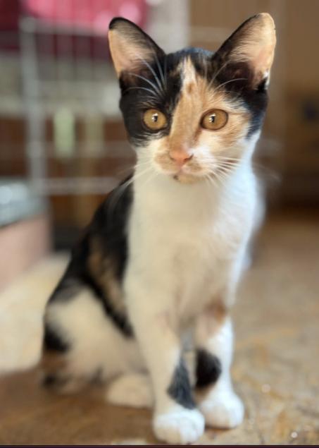 Nala – fotografia OZ Mačky Piešťany